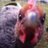 kirstiefoote's profile image