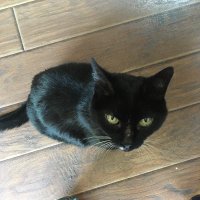 ≽^•⩊•^≼ (@theminivanmaven) 's Twitter Profile