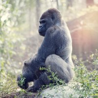 SilverBackJack (@jc197026) 's Twitter Profile