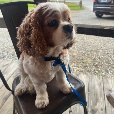 Janetg1948's profile picture. love life, love travel but most of all love my dog!
