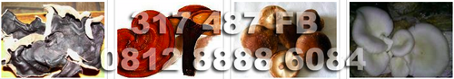 021-964-26-056 Bakul_JamurKU menyediakan jamur kuping,lingzhi,merang,tiram dan bisa menyediakan dalam jumlah besar.. hubungi kami segera sebelum stok HABIS!