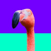 Medical Education Flamingo, MD, PhD (@mededflamingo) 's Twitter Profile Photo Medical Education Flamingo, MD, PhD (@mededflamingo) 's Twitter Profile Photo