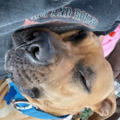 lularoelindi's profile picture. 