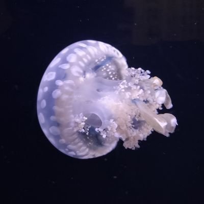 morita_blood's profile picture. çã£èµ€ãªãã©ã€ã³ãã©ãããã€ãœã³ã倧奜ãã§ãã