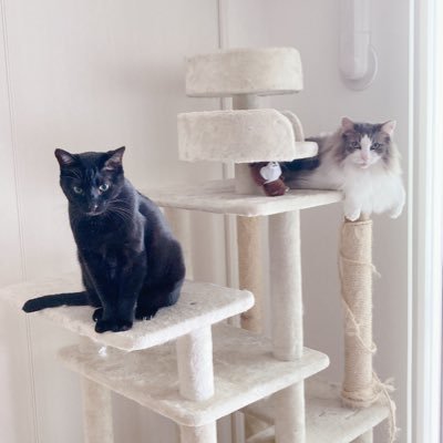 daisan_nekoneko's profile picture. ねこたちに囲まれて暮らす30代のサラリーマンです。中小企業診断士の試験勉強を通じて経営戦略を、司法書士の試験勉強を通じて民法と会社法の勉強をしています。趣味はさんぽとランニング。槇原敬之さんの楽曲（透明感のある歌声、どこか懐かしいメロディ、おもいやりのある歌詞）が心の支えです。