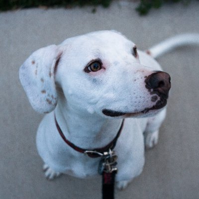 ElChamperino's profile picture. 