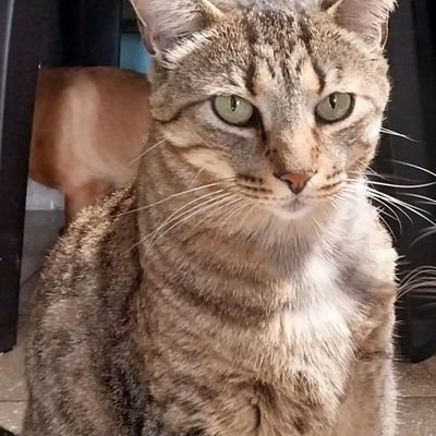 guillensv's profile picture. * * * * *