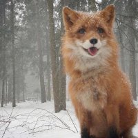 pip (@pip2153) 's Twitter Profile