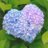 sakura_pon33