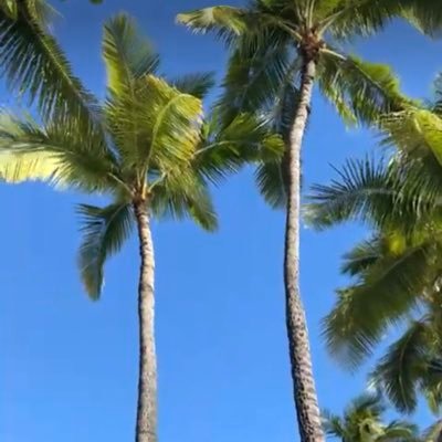 n0era2n1's profile picture. 