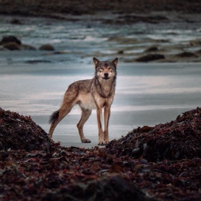 veewolee's profile picture. 