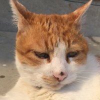 にゃす (@mui_nuidori) Twitter profile photo