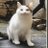 _chicadehummus's profile image
