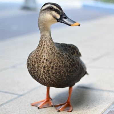 m_ryuuki_4031's profile picture. 24歳 ISFP-T 3Dぷりんたー カメラ休止中 お写真の転載、使用はおやめください