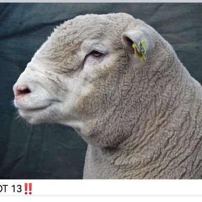 Gideon_jacobs2's profile picture. For the love of Farming, Nature, Freedom. In Politics we can all agree to disagree.  🇺🇸🇿🇦🇺🇸