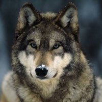 Cazador de Lobos (@wolforiental) 's Twitter Profile