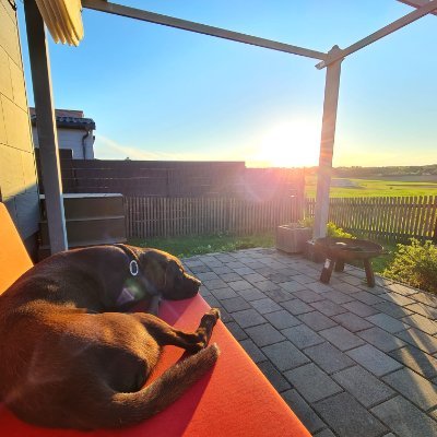 neuepiepelisa's profile picture. Ich hab ein schweres Gehirn.
Das erklärt alles.