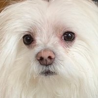 Max (@maxtheprophet) 's Twitter Profile