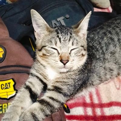 karen_527's profile picture. 