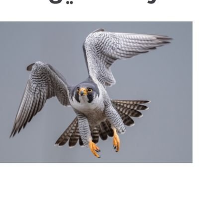 mos_hh4's profile picture. 