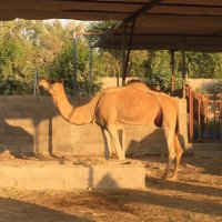 OmarHassan85 (@hassan85omar) 's Twitter Profile