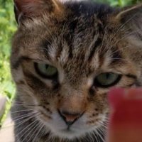 さばっち (@fnbhtyk3e065767) 's Twitter Profile