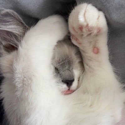 cozebtw's profile picture. she/her || feral druid one trick
here to lurk B)