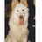 ginay66's profile image