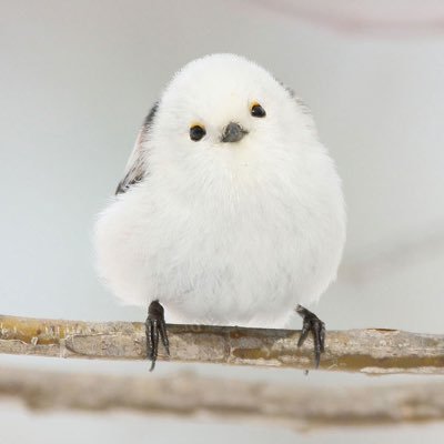 すぐるさんのプロフィール画像