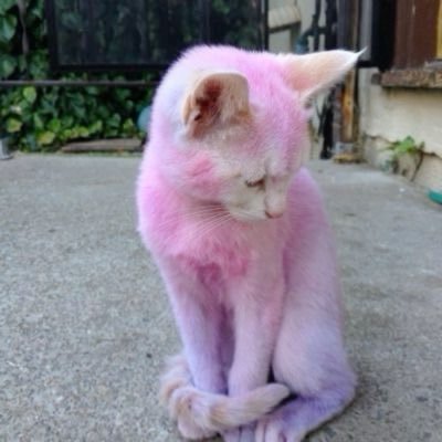 🏳️🌈💞 | vegan🌱 | feminist | bookworm | cat lady 🐈 | fighting anorexia nervosa → ‘nothing changes if nothing changes’ 🐛🦋🌷 (posting elsewhere rn)