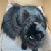 Siyah Kedi K. S. (@06_97301021) Twitter profile photo Siyah Kedi K. S. (@06_97301021) Twitter profile photo