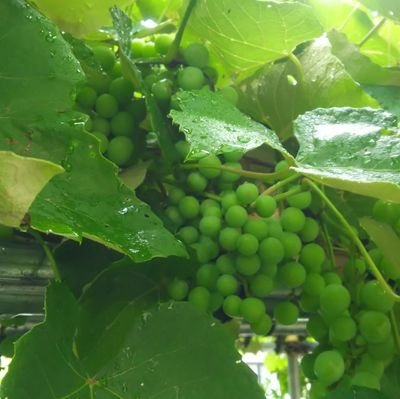 habubug's profile picture. 機械化した女の子の話を書いています。
感想と、作品のネタを募集しています。