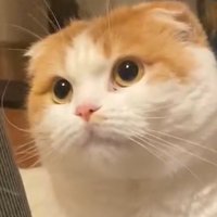 OIMOちゃんねる (@oimo_okome_mana) 's Twitter Profile