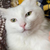 みき (@mikittytanaka) 's Twitter Profile