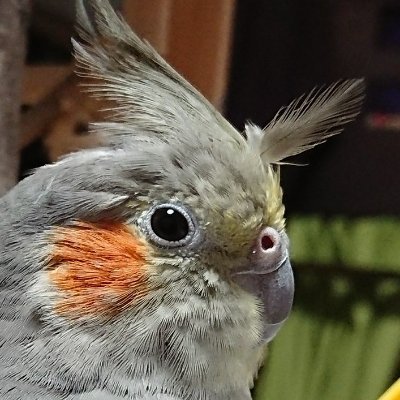 月吹シュウ｜創作じゃないほうさんのプロフィール画像