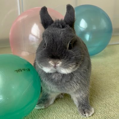風うさぎ Profile