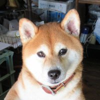 馬刺しソーダ (@pyonkichimode) 's Twitter Profile