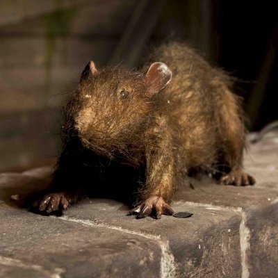 he/him
I live in the dungeon
Get too close and i'll run away
