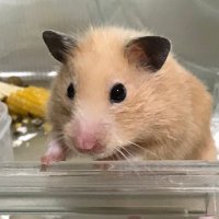 ハムスターのおあげちゃん (@hamster_oage) 's Twitter Profile Photo ハムスターのおあげちゃん (@hamster_oage) 's Twitter Profile Photo