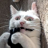 Leon 🩷 (@heart_ofa_leon) 's Twitter Profile Photo