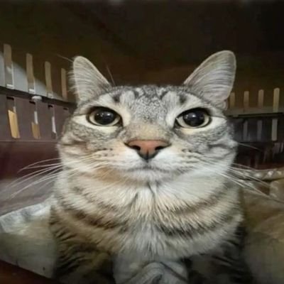 Untitled_0173's profile picture. I like cheeseburger