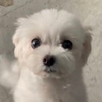 🐇 (@ddjsikd) 's Twitter Profile Photo