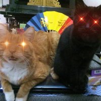 Jessy Chu (@allsvinn) 's Twitter Profile Photo