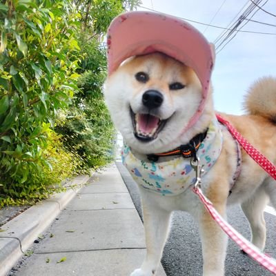 〈2022/5/14開設〉
片手片足の車いすユーザー
柴犬の名前は留菜。介助犬です。
留奈は私が介助犬トレーニングして
資格を取った子です。
youtubeチャンネルは【介助犬と桃にゃん】