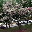 lea luna - @lunapup1234 - Twitter