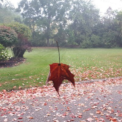 ralphopearce's profile picture. Ex Federal Investigator/Analyst 

TTFN: Gone fishin...