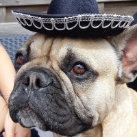 A frenchie with a sombrero (@frenchie_oslo) 's Twitter Profile