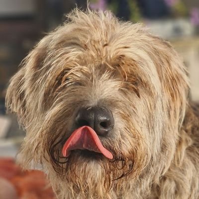 Verbindt Cultuur & Culturen I Inclusie I Tolk Nederlandse Gebarentaal 🙌 I Voetbal I Honden 🦊 I Open Mind I Humor I Mens van de kust I Tweets persoonlijk