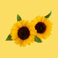 Sunflow mehzabin🌻 (@sunflowqueene) 's Twitter Profile