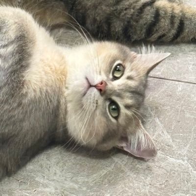 nidelulu1's profile picture. 